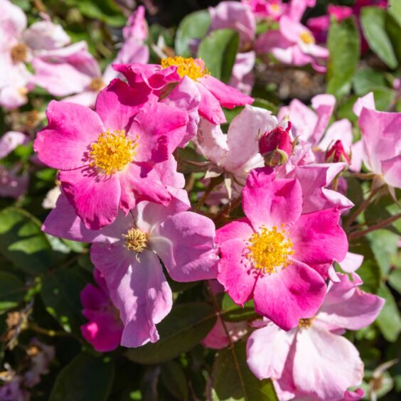 Nearly Wild Rose