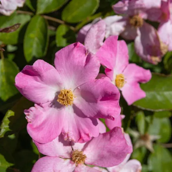 Nearly Wild Rose Nearly Wild Rose