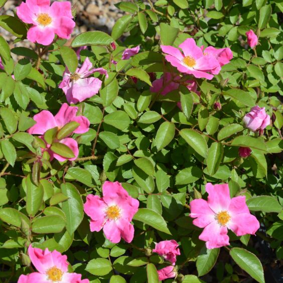 Nearly Wild Rose
