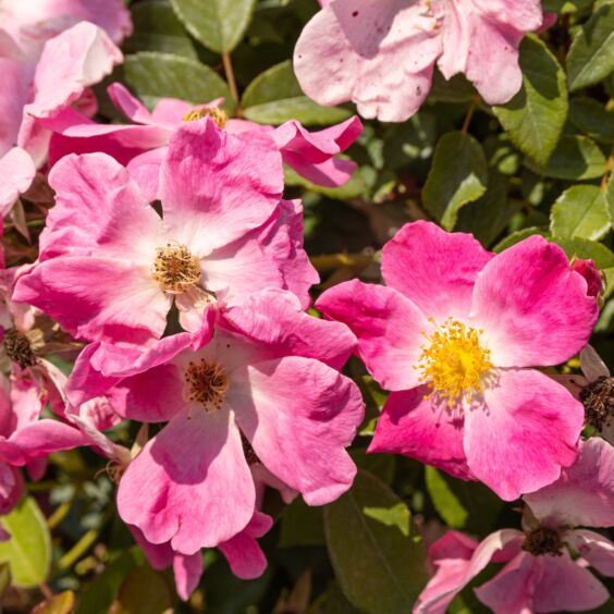 Nearly Wild Rose
