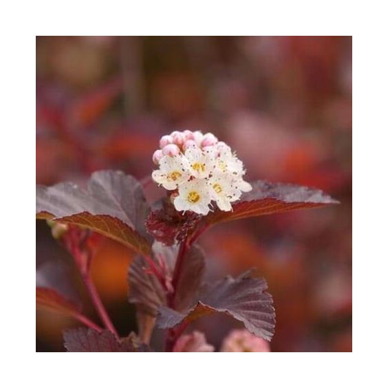 Ginger Wine® Ninebark