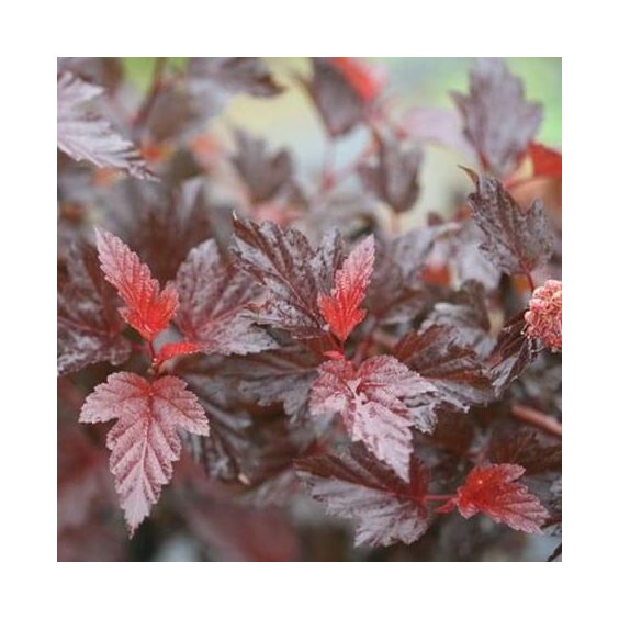 Ginger Wine® Ninebark