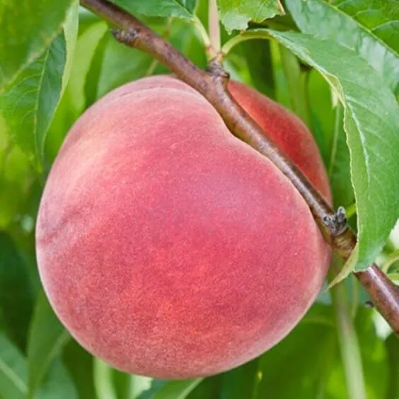Bailey Hardy Peach Bailey Hardy Peach