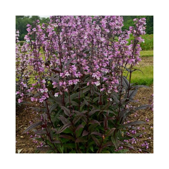 Blackbeard Beardtongue in bloom Blackbeard Beardtongue in bloom
