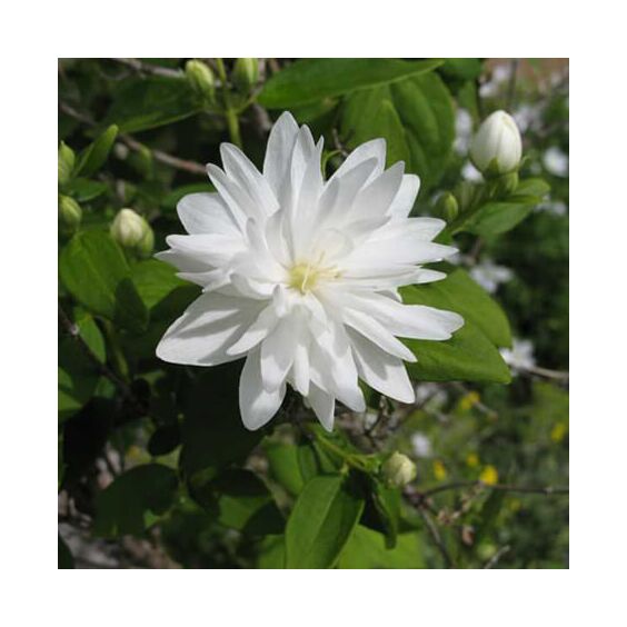 Miniature Snowflake Mockorange