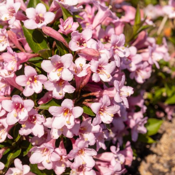 Pink Poppet Weigela
