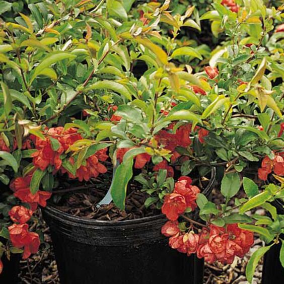 Texas Scarlet Flowering Quince