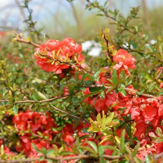 Texas Scarlet Flowering Quince
