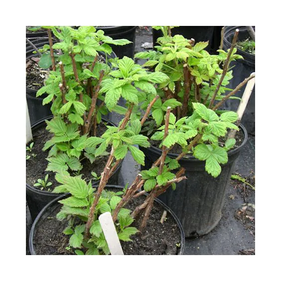 Boyne Raspberry