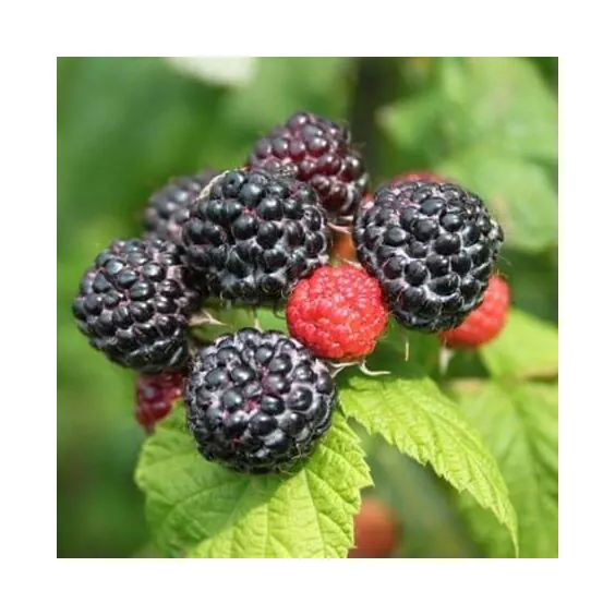 Jewel Raspberry Jewel Raspberry
