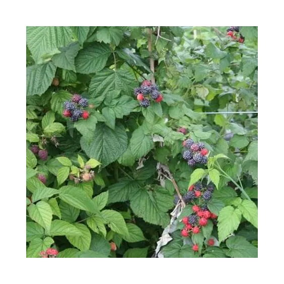 Jewel Raspberry