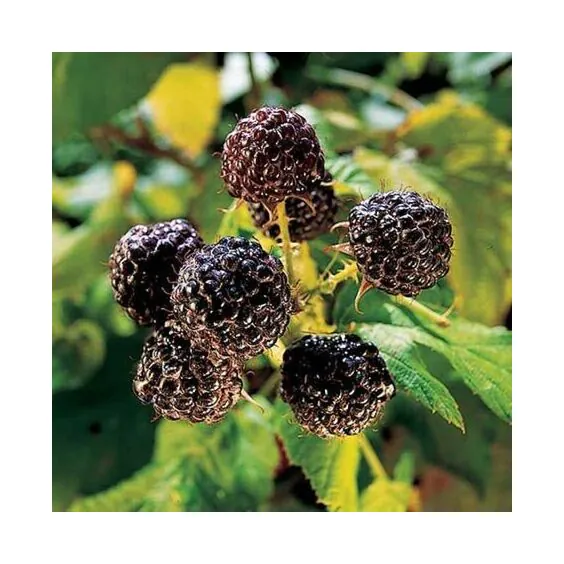Jewel Raspberry