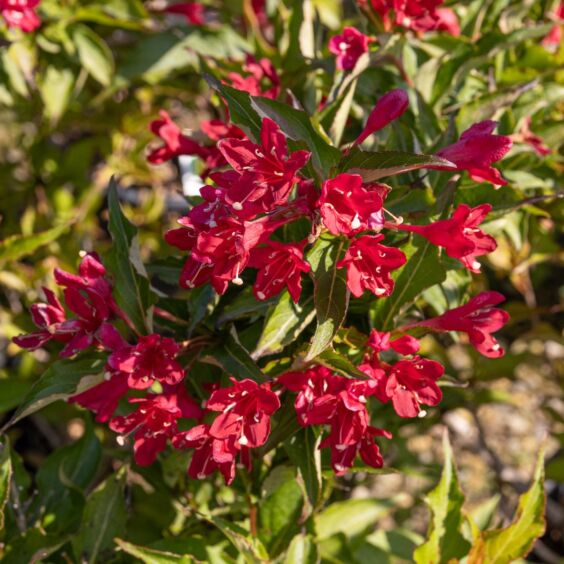 Red Prince Weigela