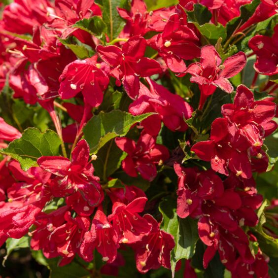 Red Prince Weigela