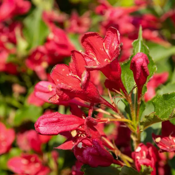 Red Prince Weigela Red Prince Weigela