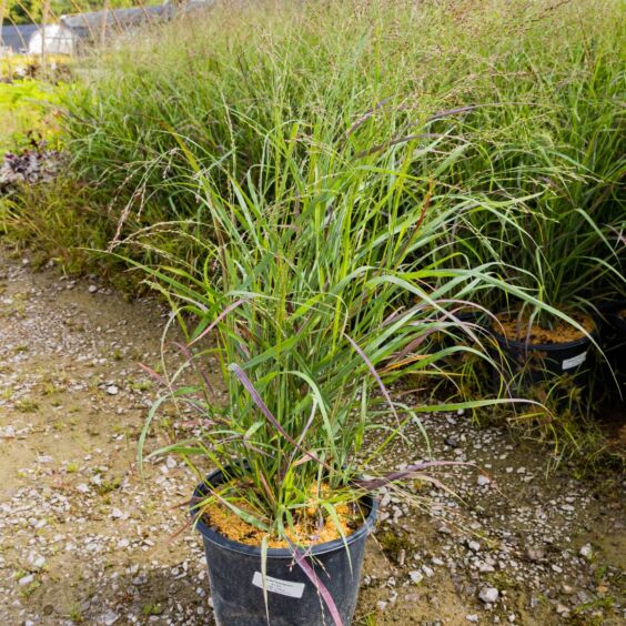 Red Flame Red Switchgrass