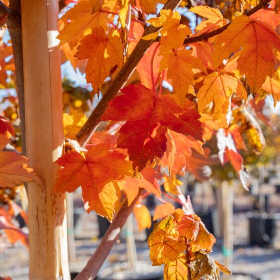 Redpointe® Maple