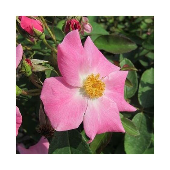Nearly Wild Rose