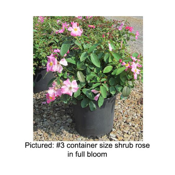 Nearly Wild Rose