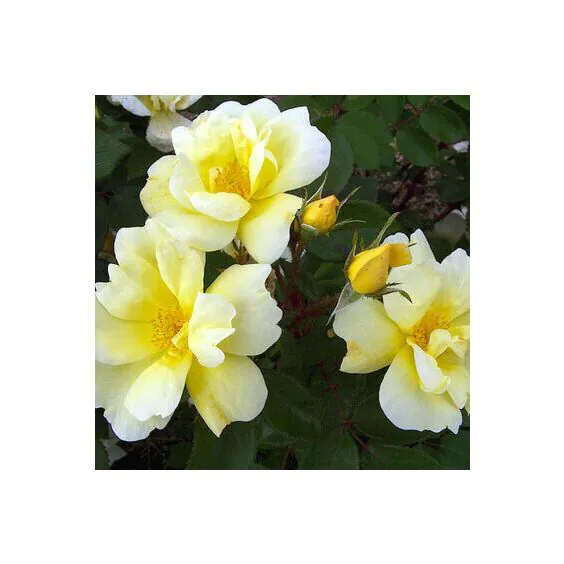 Sunny Knock Out® Rose Sunny Knock Out® Rose