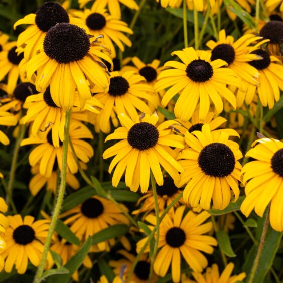 Viette's Little Suzy Black Eyed Susan in a cluster Viette's Little Suzy Black Eyed Susan in a cluster