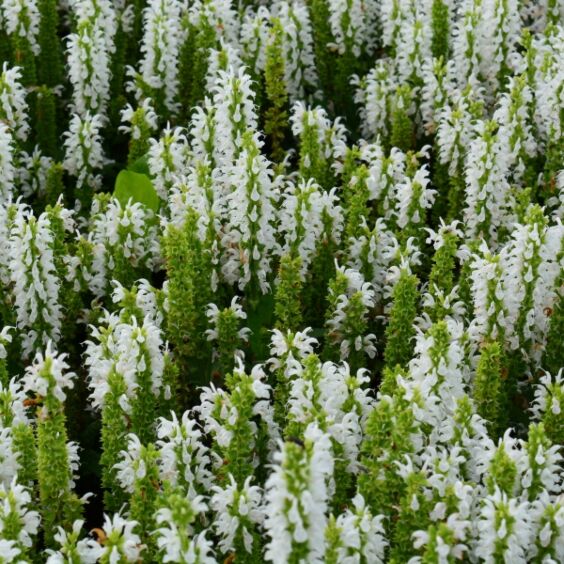 Bumblesnow Salvia