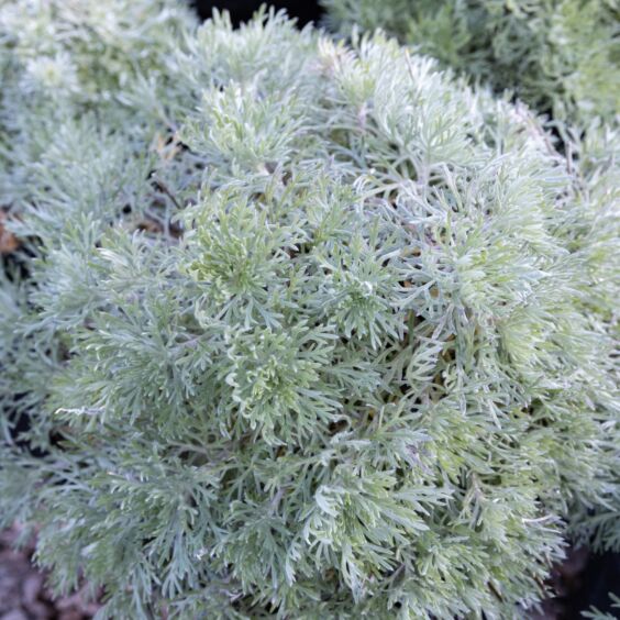 Silver Mound Artemisia