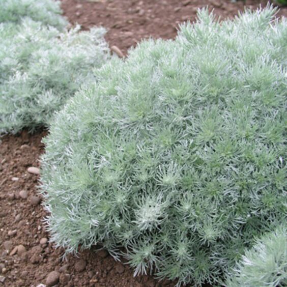 Silver Mound Artemisia