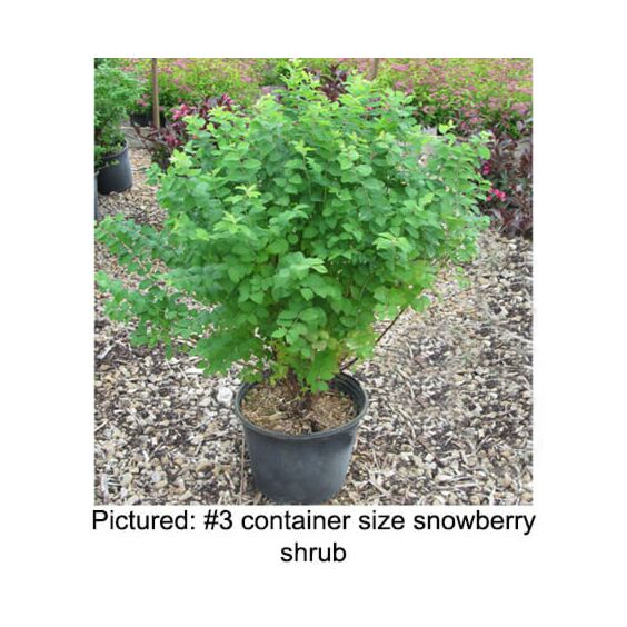 White Hedge Snowberry