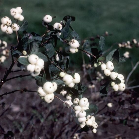 White Hedge Snowberry
