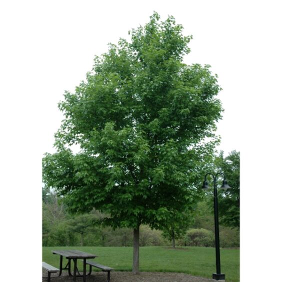 State Street® Maple