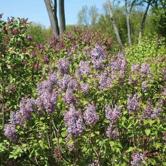 Scentara® Double Blue Lilac