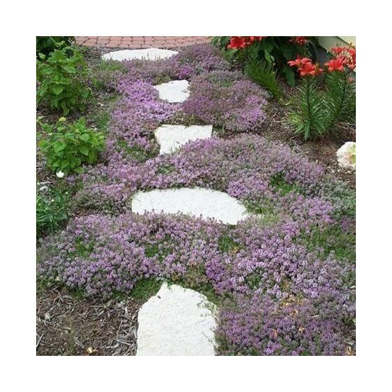 Creeping Thyme mature Creeping Thyme mature
