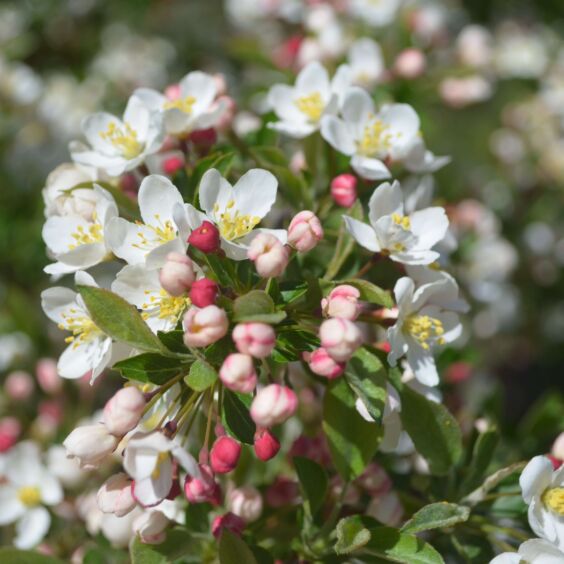 Tina Crabapple (Tree Form)