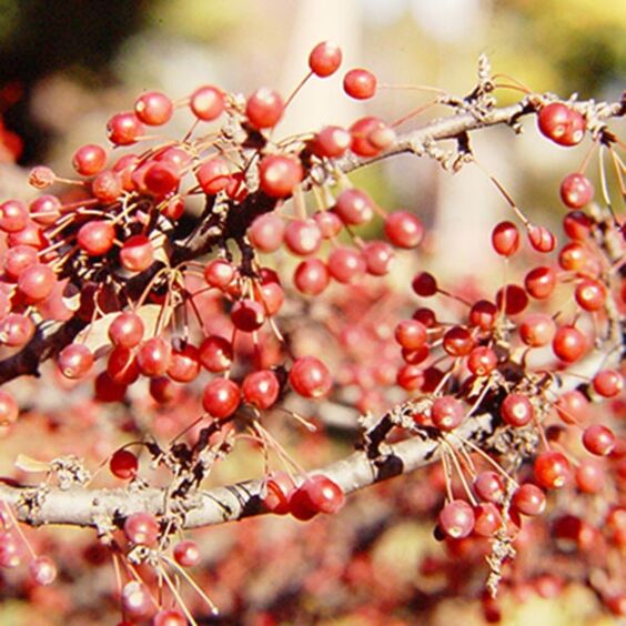 Tina Crabapple (Tree Form)