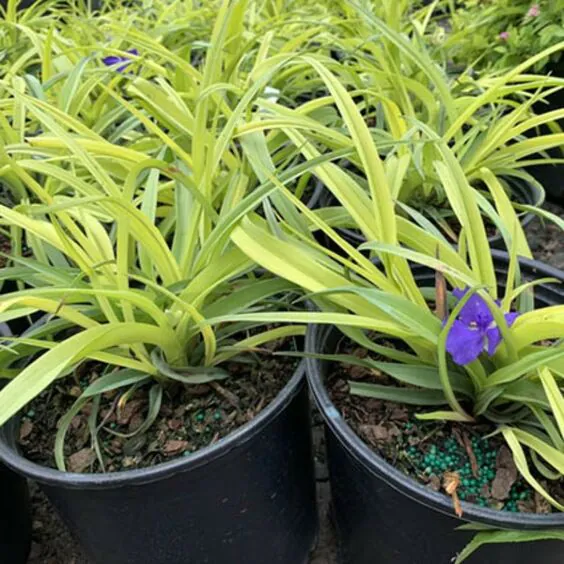 Sweet Kate Spiderwort