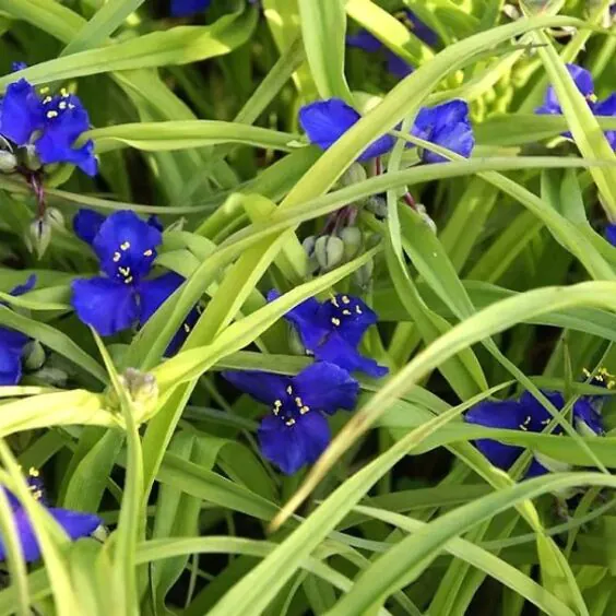 Sweet Kate Spiderwort