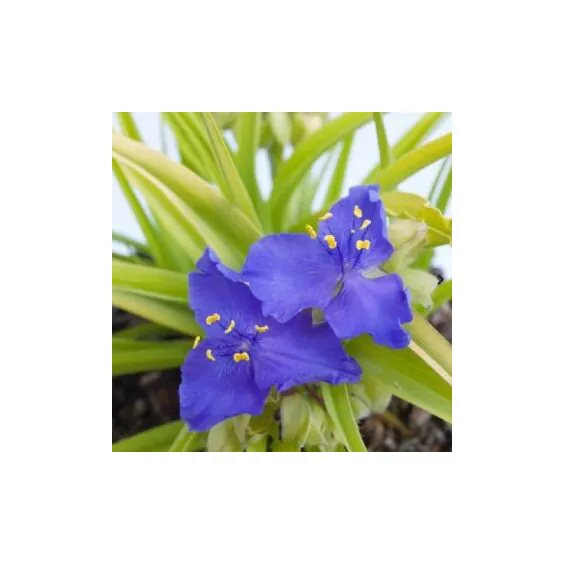 Sweet Kate Spiderwort