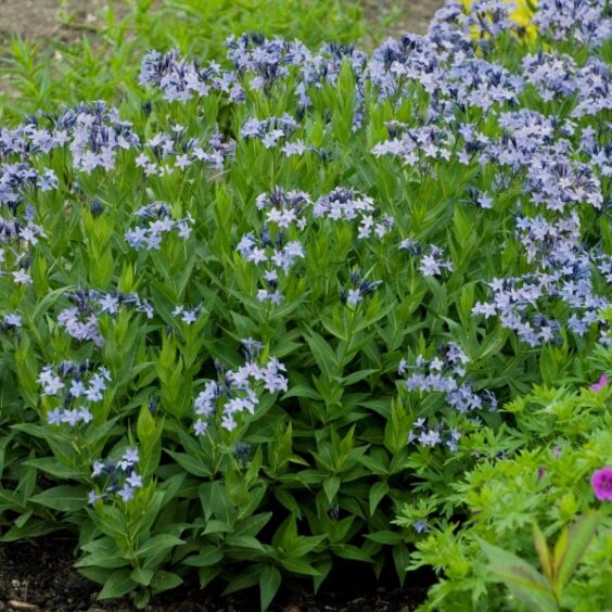 Blue Ice Amsonia Mature Blue Ice Amsonia Mature