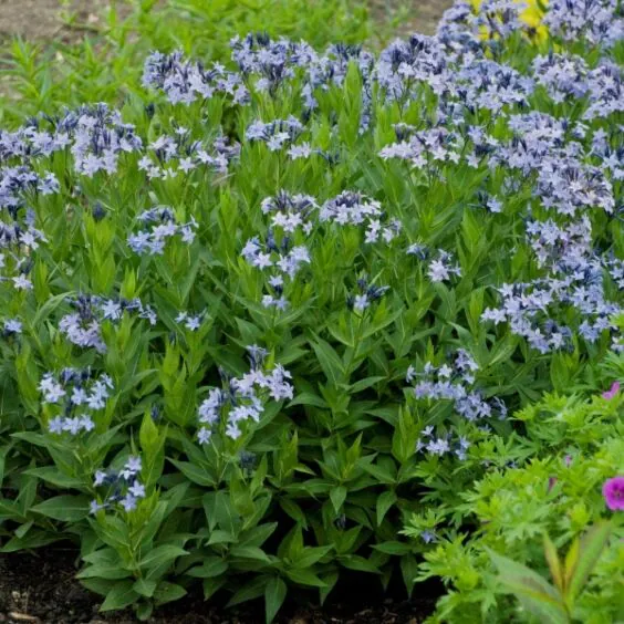 Blue Ice Amsonia Mature Blue Ice Amsonia Mature