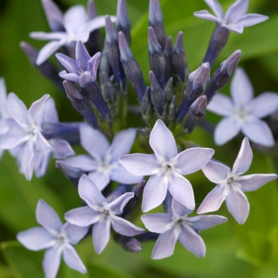 Blue Ice Amsonia blooms closeup