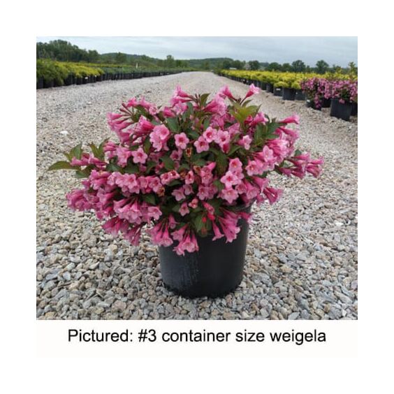 Pink Poppet Weigela