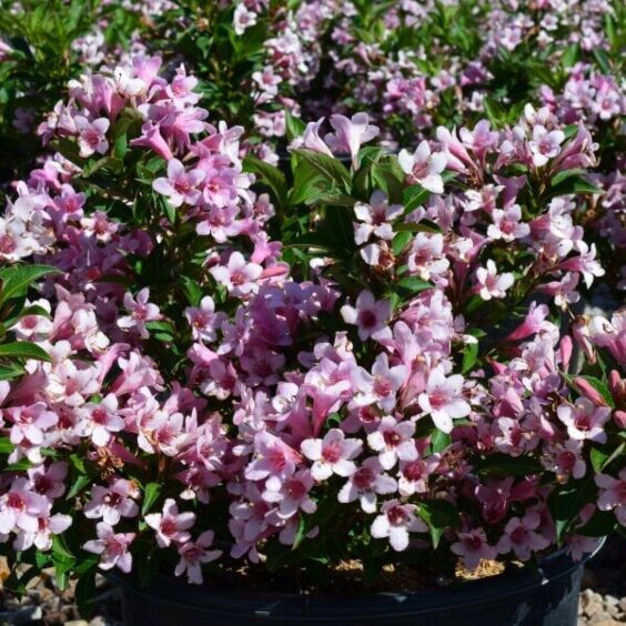 Pink Poppet Weigela