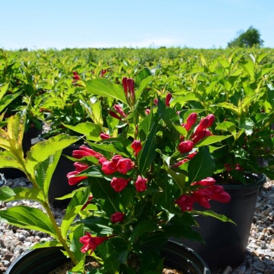Red Prince Weigela