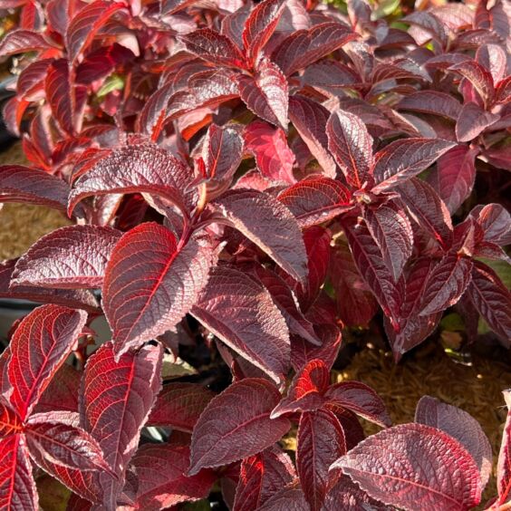 Midnight Sun™ Weigela