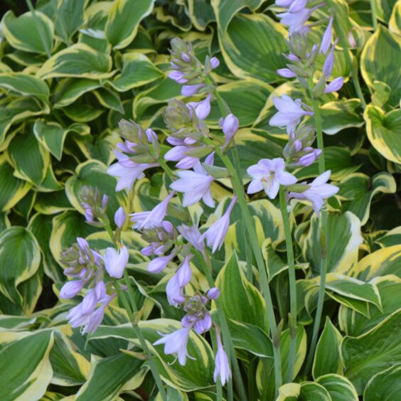 Wide Brim Hosta