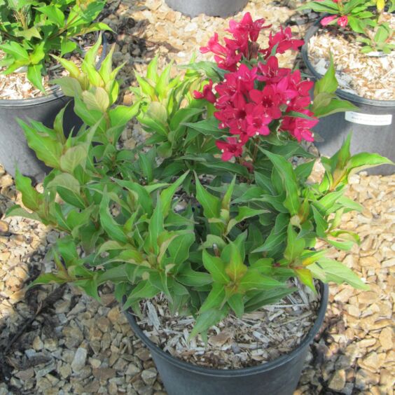 Red Prince Weigela