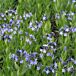Blue Ice Amsonia in bloom thumbnail