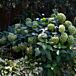 Annabelle Hydrangea thumbnail