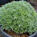 Silver Mound Artemisia thumbnail